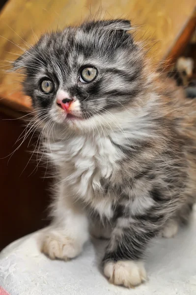 Curioso rayas escocés pliegue gatito —  Fotos de Stock