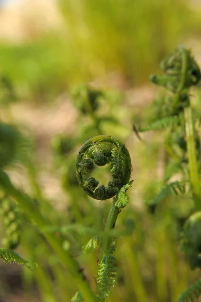 螺旋弹簧年轻蕨类植物的 — 图库照片