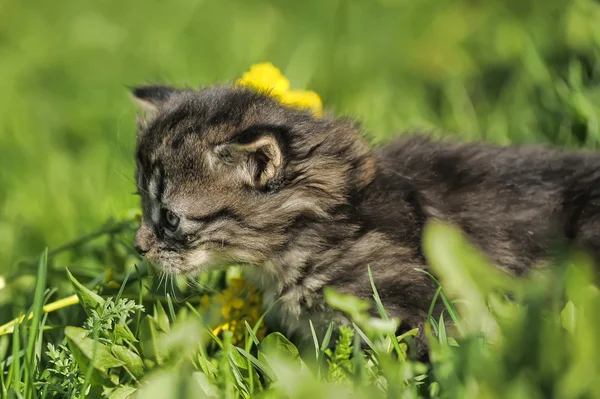 草丛中的小小猫 — 图库照片