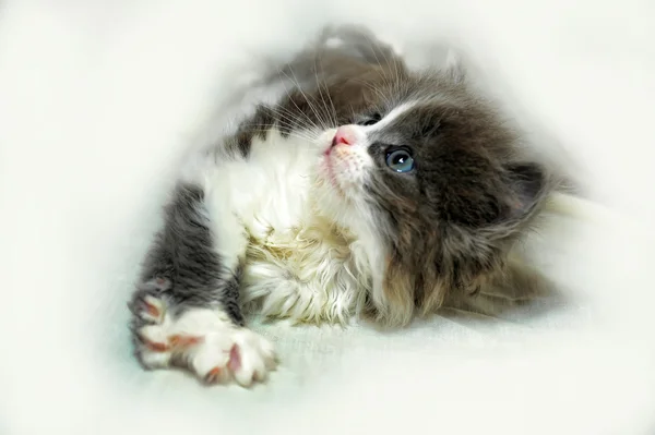 Kis szórakoztató cica — Stock Fotó