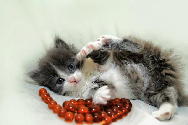 작은 재미 있는 고양이 — 스톡 사진