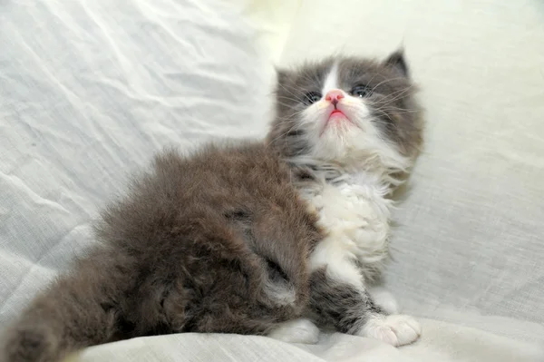 Small amusing kitten — Stock Photo, Image