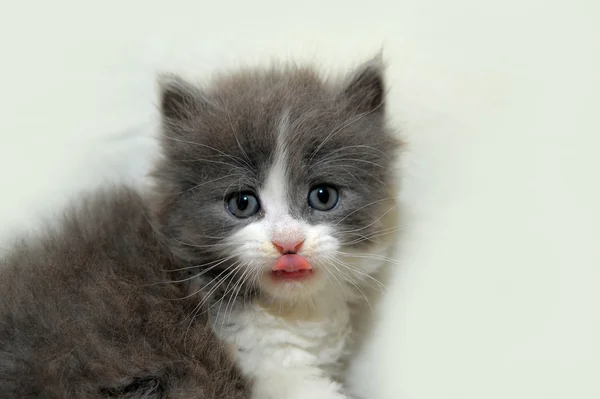 stock image Small amusing kitten