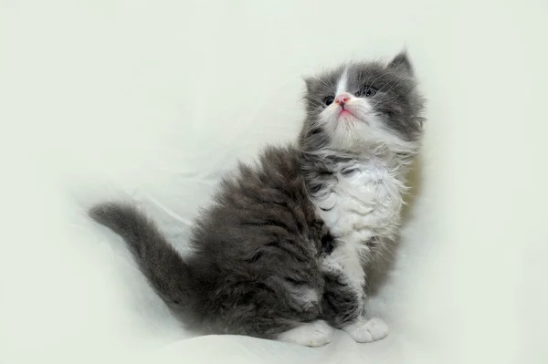 小可笑小猫 — 图库照片