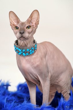 Sphynx cat clipart