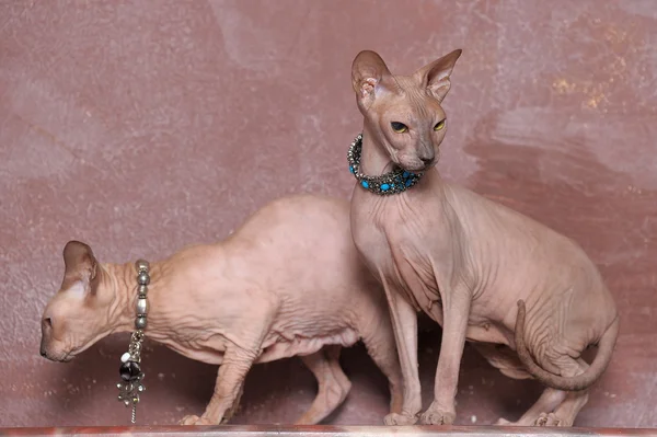 Zwei Katzen Sphinx — Stockfoto