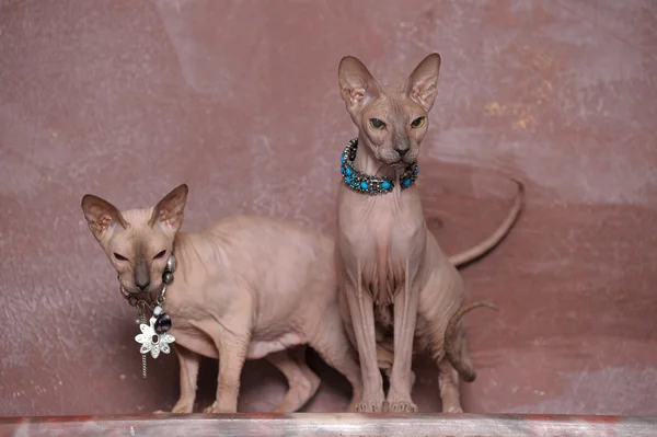 Zwei Katzen Sphinx — Stockfoto