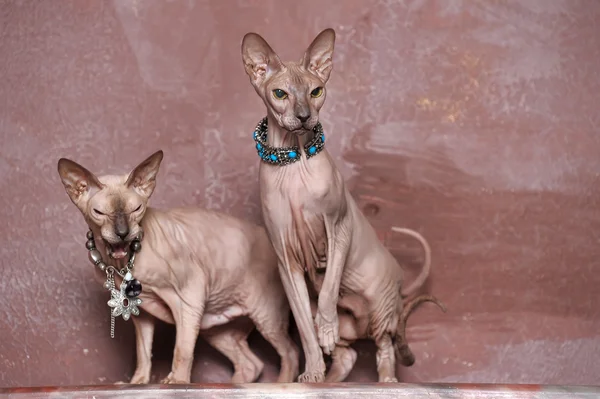 Два кота-сфинкса — стоковое фото