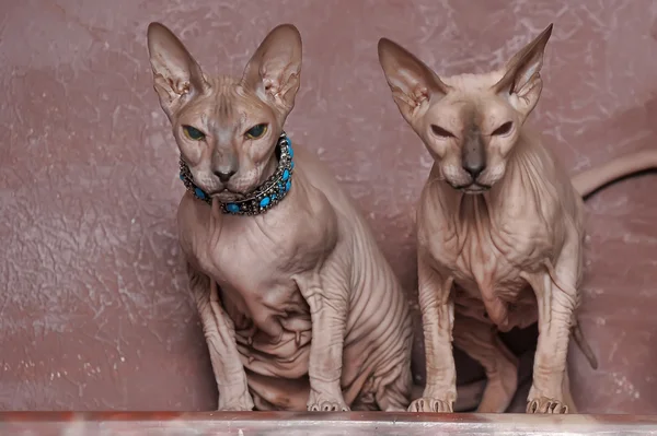 Två katter sphinx — Stockfoto
