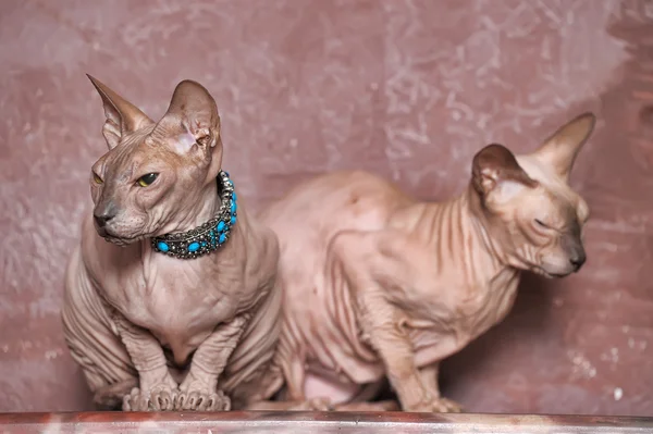 Two cats sphinx — Stock Photo, Image