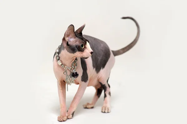 Sphynx katt — Stockfoto