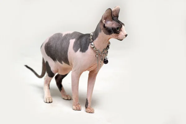 Sphynx kočka — Stock fotografie