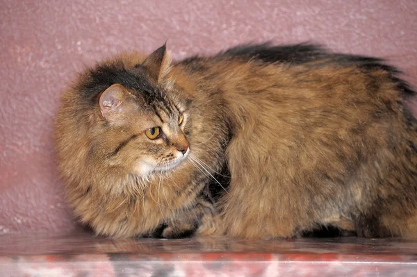 Fluffy Siberian cat — Stock Photo, Image