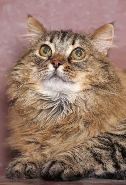 Пухнасті Сибірський кіт — стокове фото