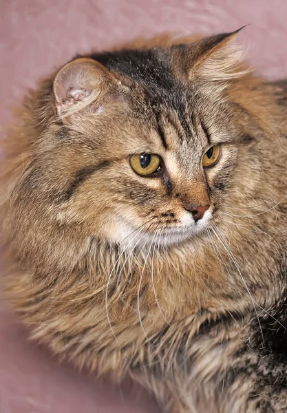 फ्लॅफ सायबेरियन मांजर — स्टॉक फोटो, इमेज