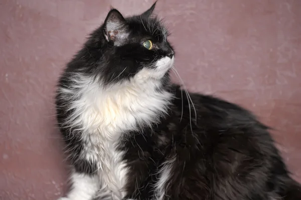 Чорний кіт з білими грудьми — стокове фото