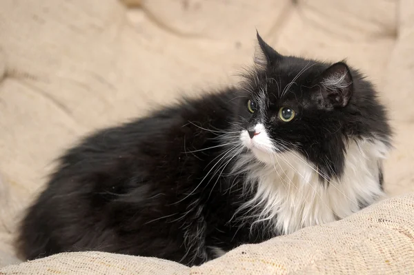 Kara kedi beyaz meme ile — Stok fotoğraf