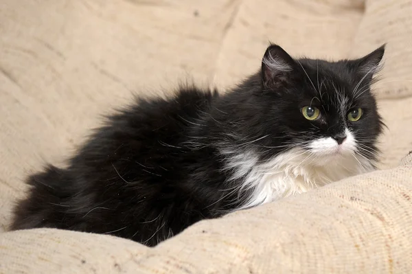 Fekete macska fehér mell — Stock Fotó