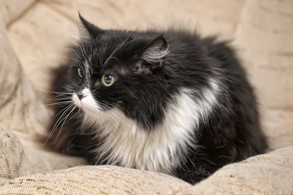 白い乳房黒い猫 — ストック写真