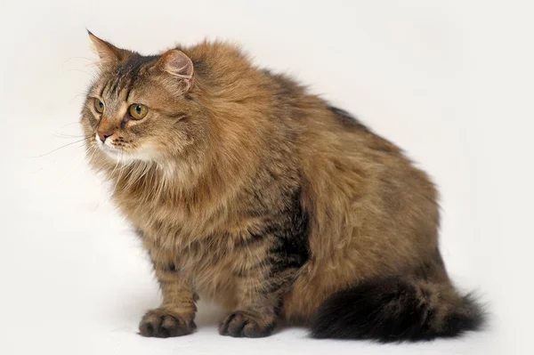 Gato siberiano fofo — Fotografia de Stock