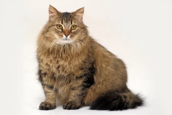 Gato siberiano esponjoso —  Fotos de Stock