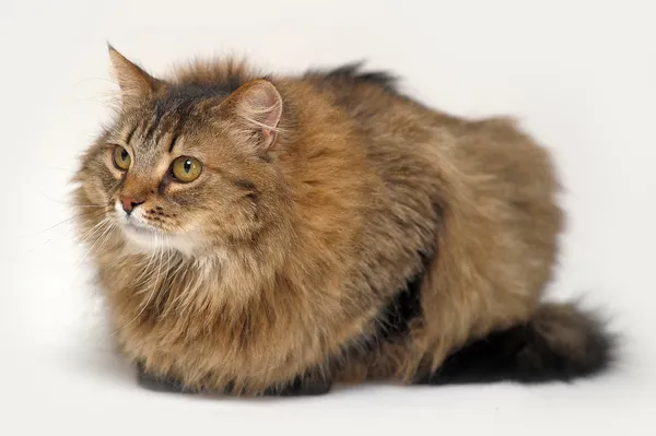 Flauschige sibirische Katze — Stockfoto