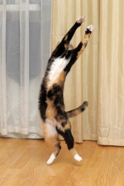 Cat is standing on its hind legs clipart