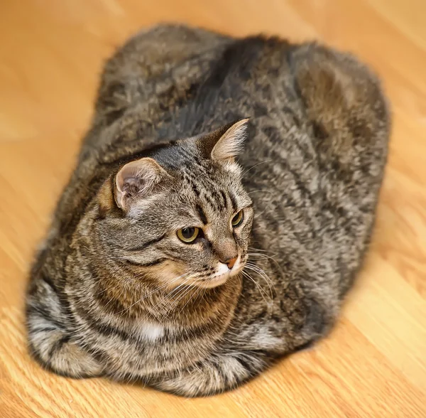 Частина таббі-кішки — стокове фото