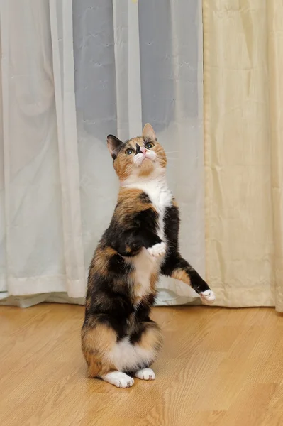 Gato está de pie sobre sus patas traseras —  Fotos de Stock