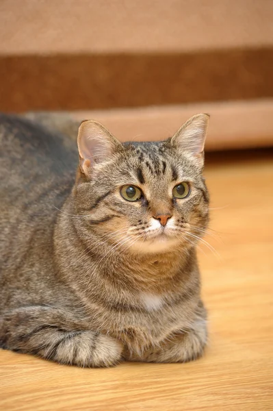Partial of a tabby cat — Stock Photo, Image
