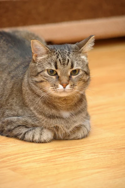 Részben az egy cirmos cica — Stock Fotó
