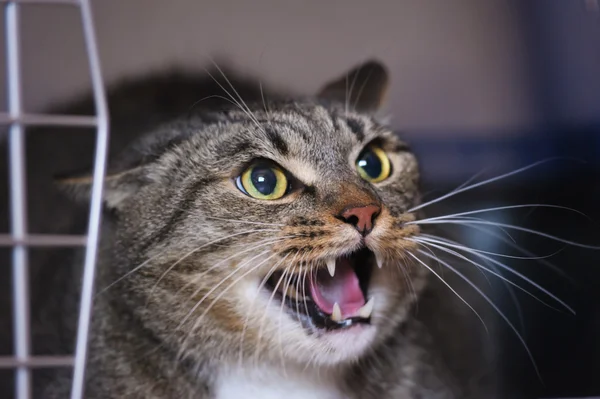 Stock image Angry cat hissing aggressive