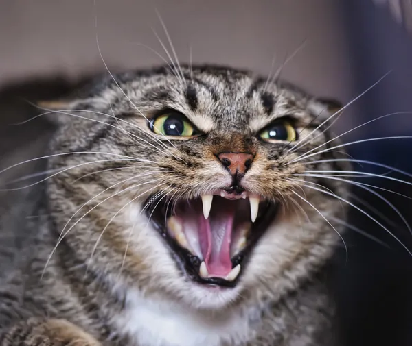 Angry cat hissing aggressive — Stock Photo, Image