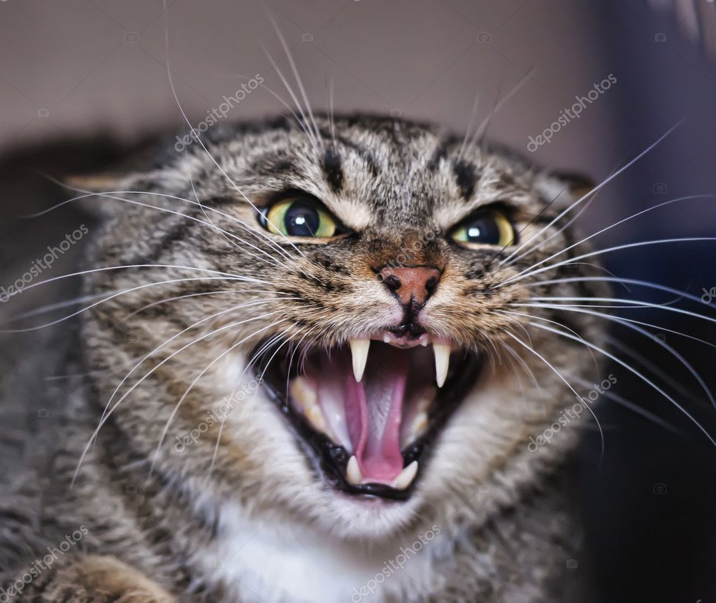 Cat with Angry face stock photo. Image of small, animal - 141442568