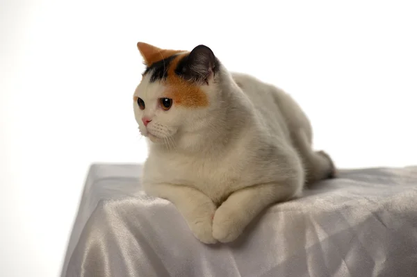 Brittiska katt med en sällsynt tre färger fläck — Stockfoto
