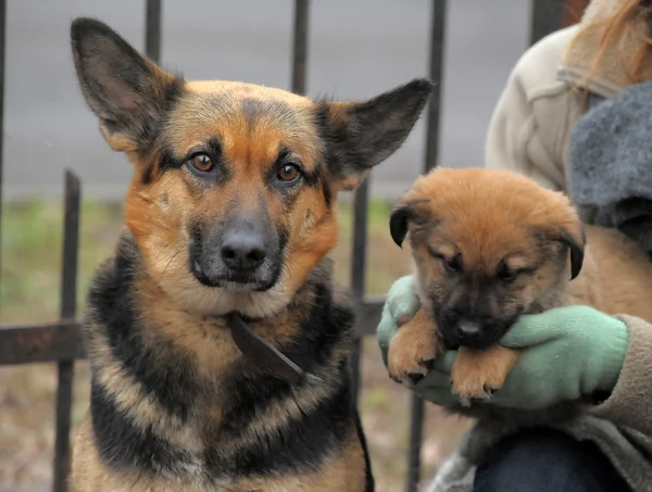 Собака-полукровка и щенок-пастух на улице — стоковое фото