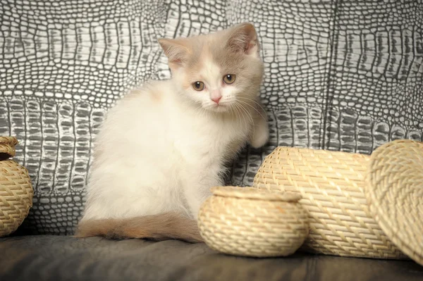 Malé kotě — Stock fotografie