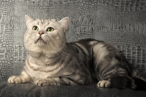 İngiliz cins kedi. — Stok fotoğraf