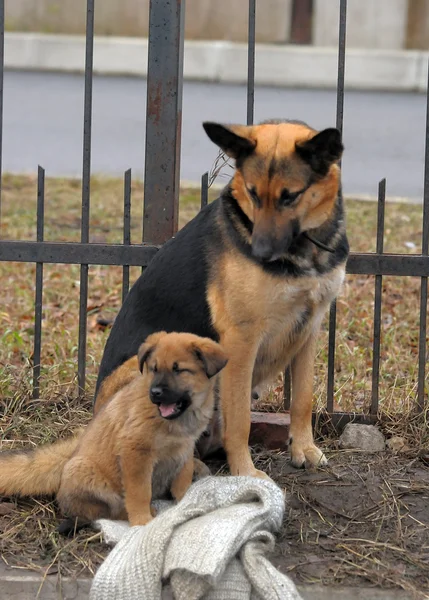 Собака-полукровка и щенок-пастух на улице — стоковое фото
