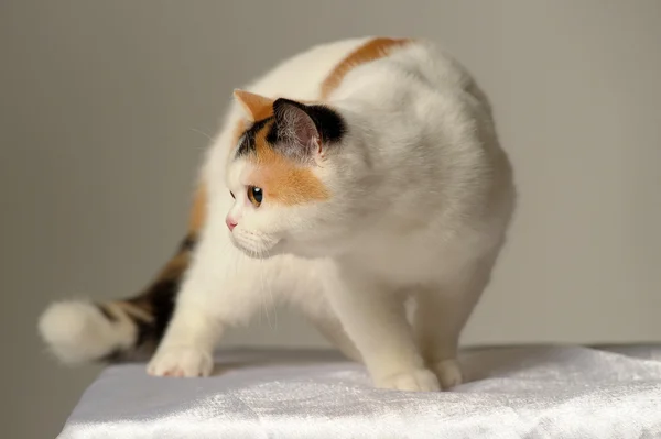 Gatto britannico con una rara macchia di tre colori — Foto Stock