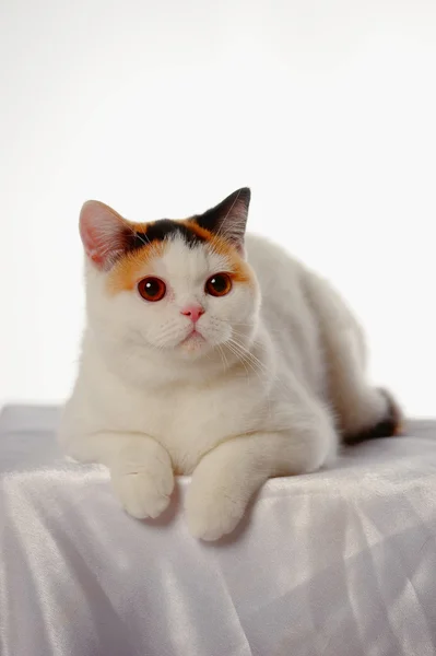 Britische Katze mit einem seltenen dreifarbigen Fleck — Stockfoto