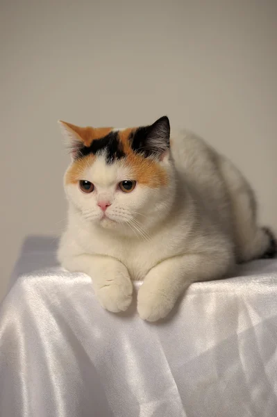 Gato britânico com uma mancha rara de três cores — Fotografia de Stock
