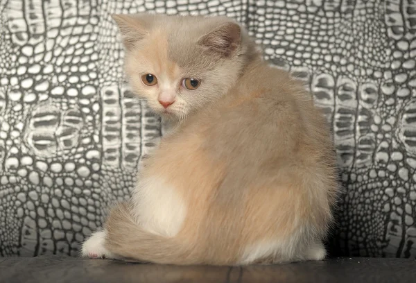 Kitten — Stock Photo, Image
