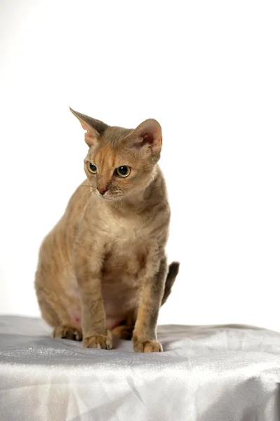 Devon rex — Stockfoto