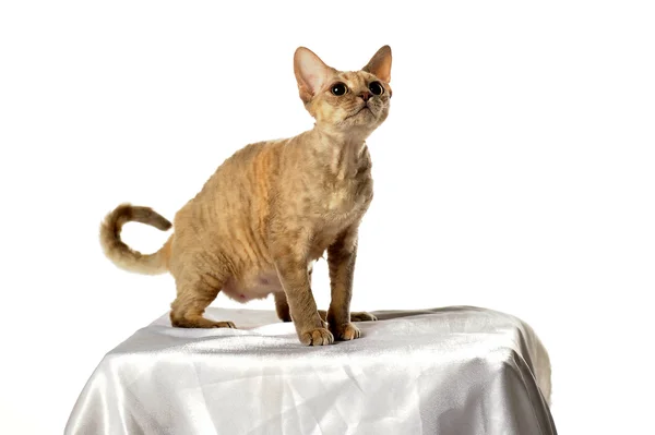 Devon Rex Ordförande — Stockfoto