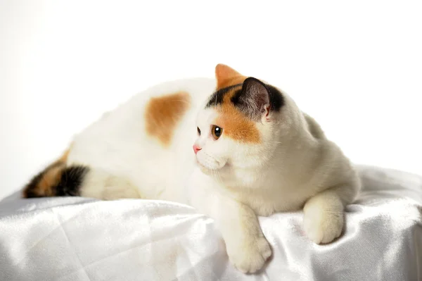 British cat with a rare three-color stain — Stock Photo, Image
