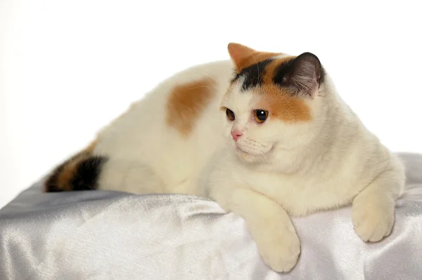Brit macska-val egy ritka háromszínű folt — Stock Fotó