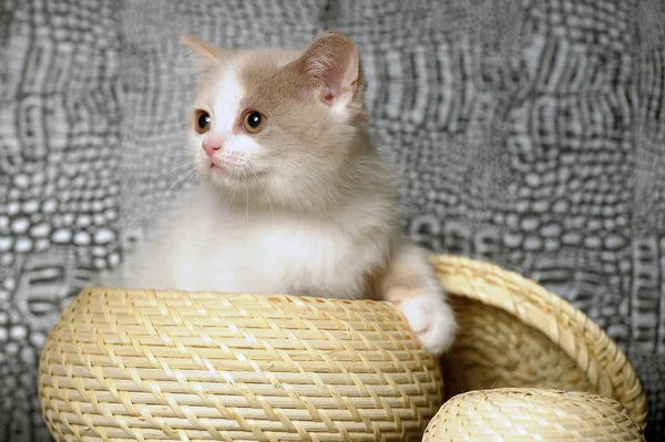 小猫 — 图库照片