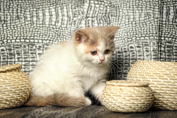 Pequeño gatito —  Fotos de Stock