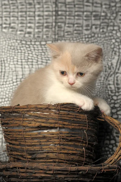 Küçük yavru kedi — Stok fotoğraf